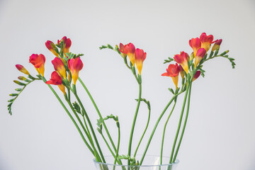 Red freesia flowers with buds in bloom against a white wall