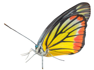 Yellow butterfly with black lines, clear blue eyes, white background, clear and detailed image. Isolate background.