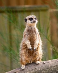 Meerkat in zoo