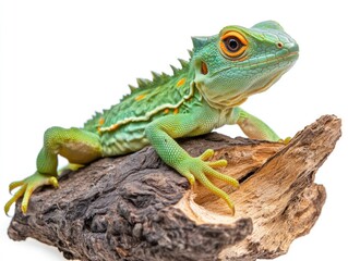 Naklejka premium A stunning chameleon with vibrant yellow and green colors, sitting on a brown branch.