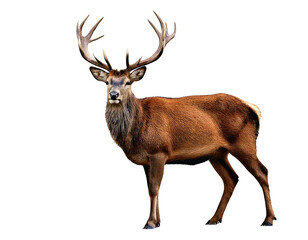 Fototapeta premium Deer with antlers on four legs isolated on white background, cut out, transparent