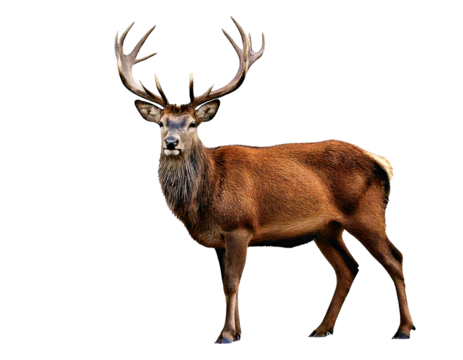 Deer with antlers on four legs isolated on white background, cut out, transparent