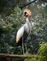 Fototapeta premium Crane in zoo