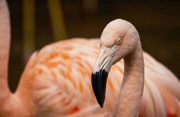 Flamingo in zoo