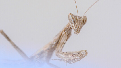 A macro shot of a cute baby praying mantis resting on a white towel on a sunny day.