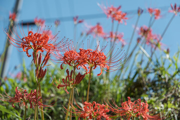 Vibrant Red Spider Lilies Under Blue Sky