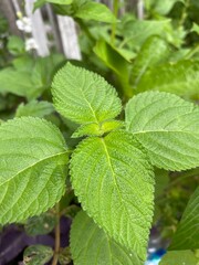 Lantana camara is a type of flowering plant from the Verbenaceae family that comes from tropical regions in Central and South America