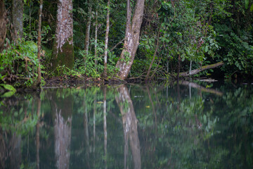 Trees in mangrove forests have branches and fresh water.