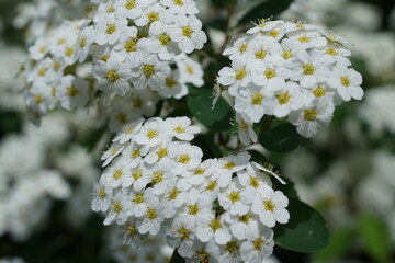 Spiraea is a shrub with small white flowers in clusters. It is a food plant for the larvae of moths and is an ornamental plant for fences and gardens.