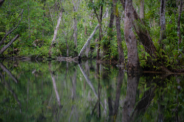 Trees in mangrove forests have branches and fresh water.