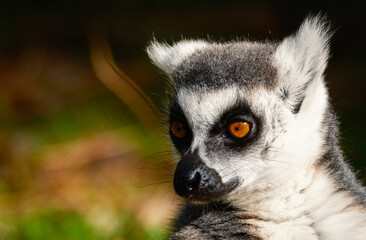 Ring tailed Lemur