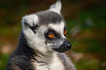 Fototapeta premium Ring tailed Lemur