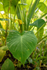 Obraz premium Colocasia esculenta plant and leaves stock image