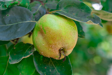 Close-up of a rotting apple hanging on a tree branch, showing decay, brown spots, and fungal growth, surrounded by green leaves in a natural outdoor setting.