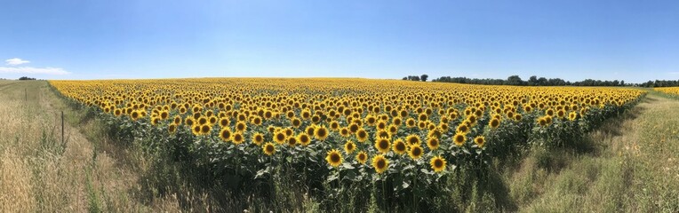 Breathtaking sunflower fields under the blue sky in summer, showcasing vibrant yellow blooms stretching to the horizon