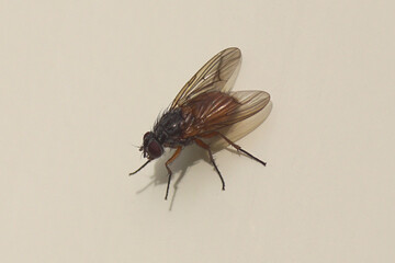 Close up female fly, Phaonia subventa of the family House flies, Muscidae. White background....