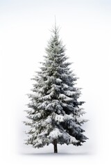 Christmas tree plant white.