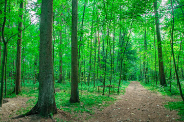 A serene forest path surrounded by tall, slender trees with vibrant green leaves. The dirt trail stretches into the distance, creating a peaceful, inviting atmosphere. Sunlight filters through the can