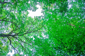 View from below of a bright blue sky framed by lush green foliage and tall pine trees. A peaceful and natural scene showcasing the beauty of a sunny day in the forest.