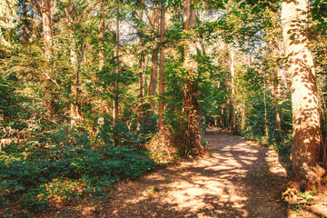 A serene forest path surrounded by tall, slender trees with vibrant green leaves. The dirt trail stretches into the distance, creating a peaceful, inviting atmosphere. Sunlight filters through the can