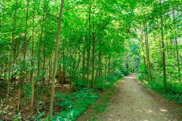 A serene forest path surrounded by tall, slender trees with vibrant green leaves. The dirt trail stretches into the distance, creating a peaceful, inviting atmosphere. Sunlight filters through the can