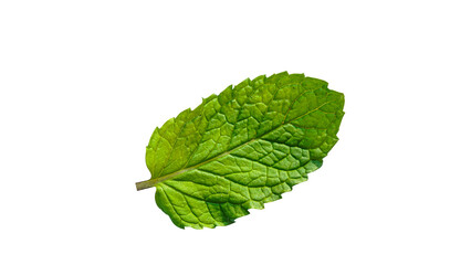 Obraz premium Mint leaves. Mint leaf close up on a white background.