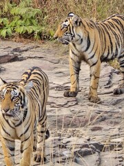 Young tigers in natural habitat