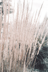 A serene and minimalist image of dry grass in soft, muted tones. The close-up perspective captures the delicate texture and natural patterns of the stalks, evoking a calm and tranquil atmosphere. Perf