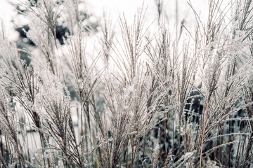 Fototapeta premium A serene and minimalist image of dry grass in soft, muted tones. The close-up perspective captures the delicate texture and natural patterns of the stalks, evoking a calm and tranquil atmosphere. Perf