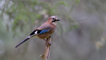 Obraz premium Eurasian jay (Garrulus glandarius) in forest