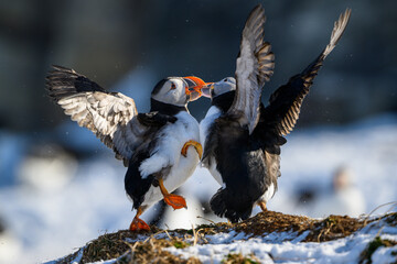 Atlantic puffin (Fratercula arctica) fighting in snow at Hornøya island, Norway