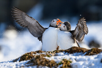 Atlantic puffin (Fratercula arctica) fighting in snow at Hornøya island, Norway
