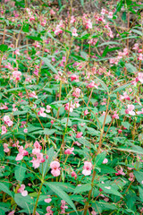A dense patch of wild pink flowers and green foliage, creating a vibrant and natural ground cover. The small pink blooms stand out against the lush green leaves, adding a colorful and lively touch to 