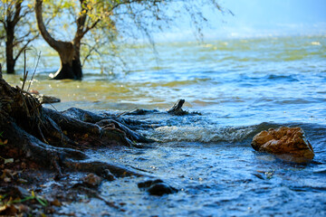 trees, water,waves,sunlight