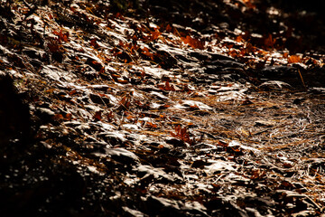morning light illuminating fall path Chatham Massachusetts 