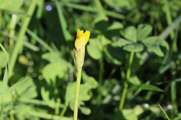 FloresDeOutono_Ed_11_11_24 
