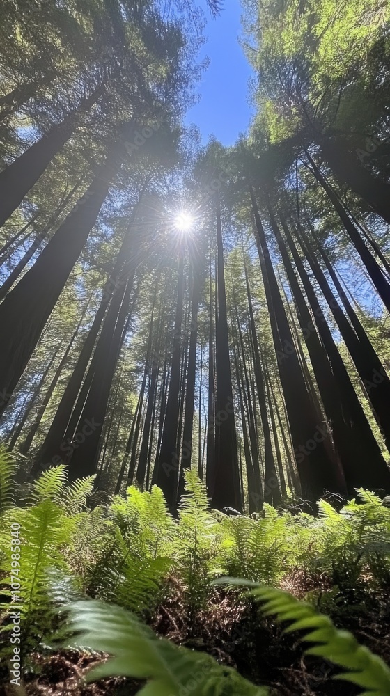 Poster a stunning view of towering redwood trees and lush ferns under a bright sunlit sky in a tranquil for