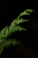 Green fern taken in the forest. © Magdalena