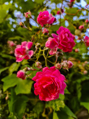 Vibrant Bloom of Pink Roses in Natural Light