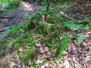 Moss and tree sprouts in the forest
