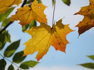 Herbstfarben Impressionen aus dem Allgäu