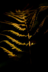 A golden fern taken in the forest with the sun's rays illuminating it. © Magdalena