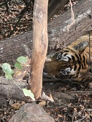 Wild tiger looking into his eyes