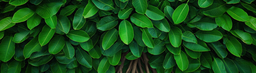 Naklejka premium Vibrant green leaves forming a lush canopy, showcasing the beauty of nature and providing a serene backdrop for various creative projects.
