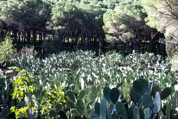 close-up of the fruits of the prickly pear on the cladodes of the plant 