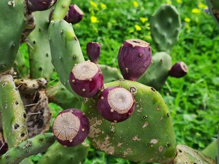close-up of the fruits of the prickly pear on the cladodes of the plant 