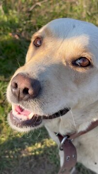 Portrait of happy labrador dog in the park . Mental health of pets, Heavy breathing. slow motion. Beautiful young dog cooling off after playing in sunny nature.Panting Labrador Retriever. High quality