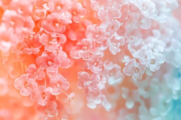 Soft coral gradient