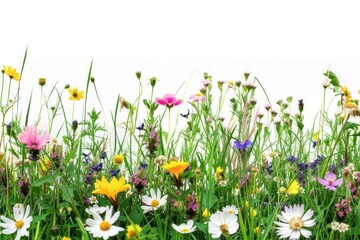 Fototapeta premium Flower nature grass grassland.