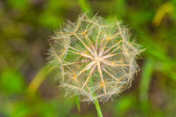 Macro Photography of Delicate Dandelion Seedhead Against Blurred Green Background. Close-up capture...